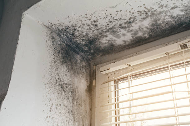 Affordable Basement Mold Removal solutions in Woodmere, NY